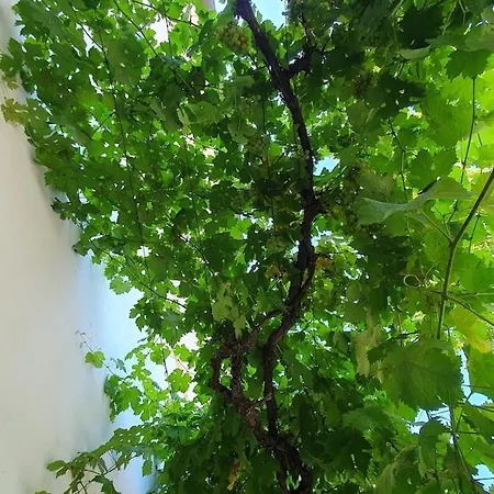 בית נופש Casino Del Sole Relax & Chill